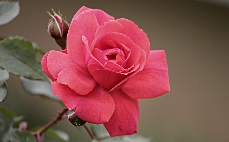 rose-2888885_960_720.jpg