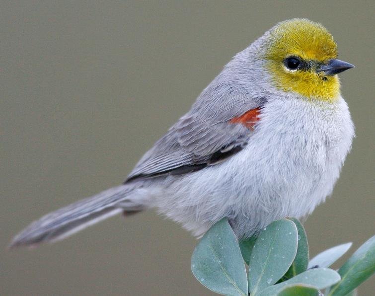 Verdin.jpg