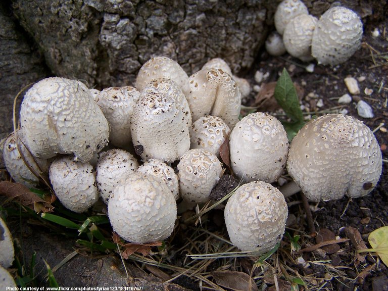 ClusterOfMushrooms-001-081218.jpg