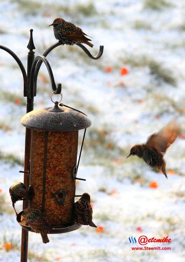 European Starlings PFW01-08.JPG