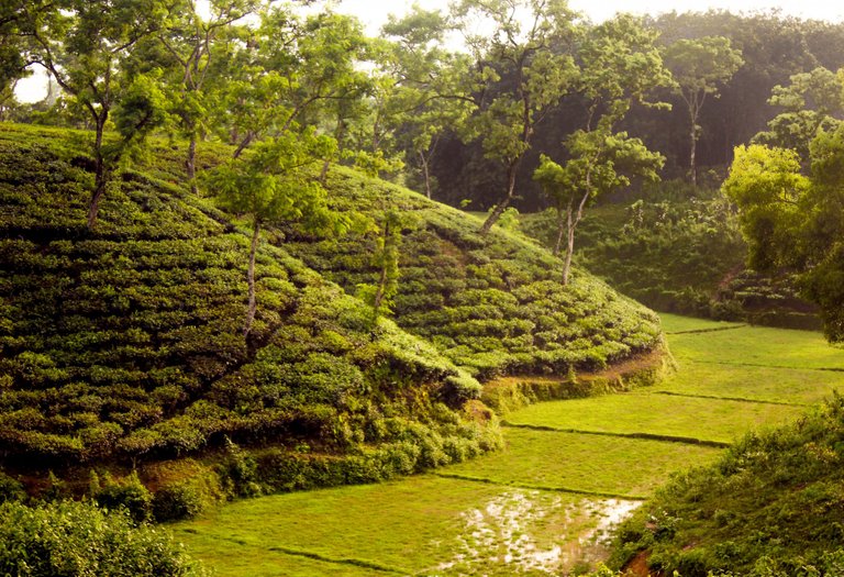 Tea-Garden-Srimangal-Sylhet-Bangladesh.jpg