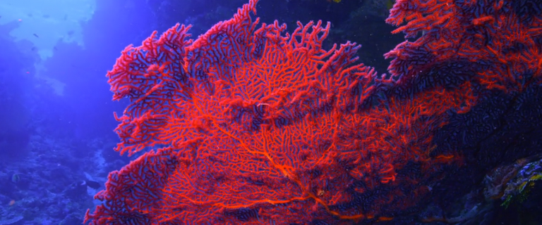 corais16.PNG