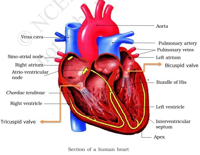 Human-Heart-Human-Circulatory-System.jpg
