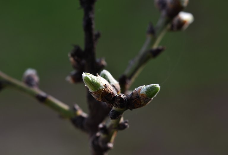 tree spring buds 5.jpg