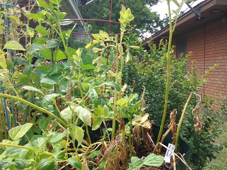 garden 6.12.18 potatoes tops dying.jpg