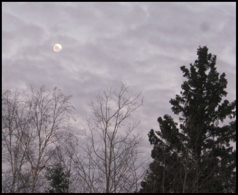 moon rising in clouds by spruce tree over poplar trees.JPG