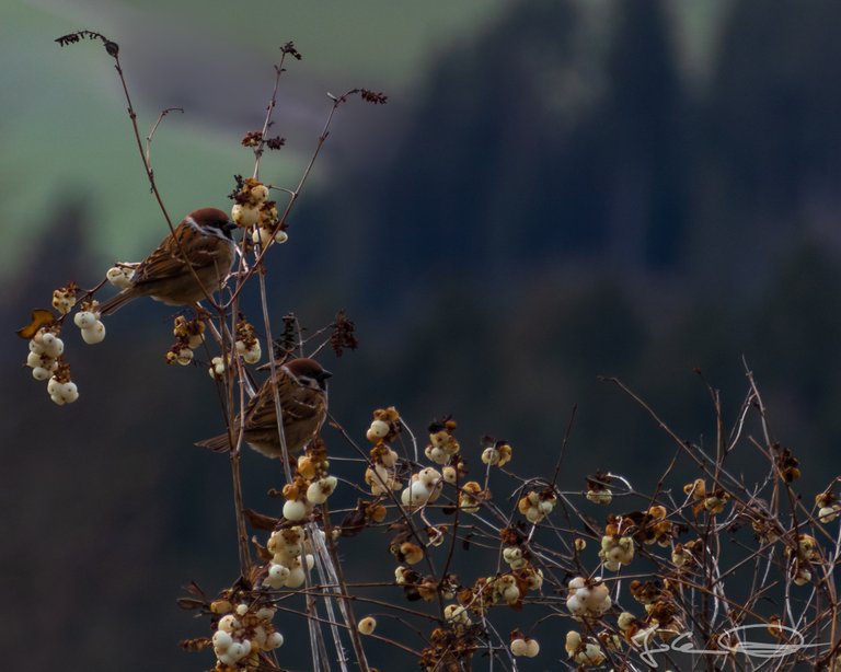 2018-12-25-Eurasian-Tree-Sparrow-01.jpg