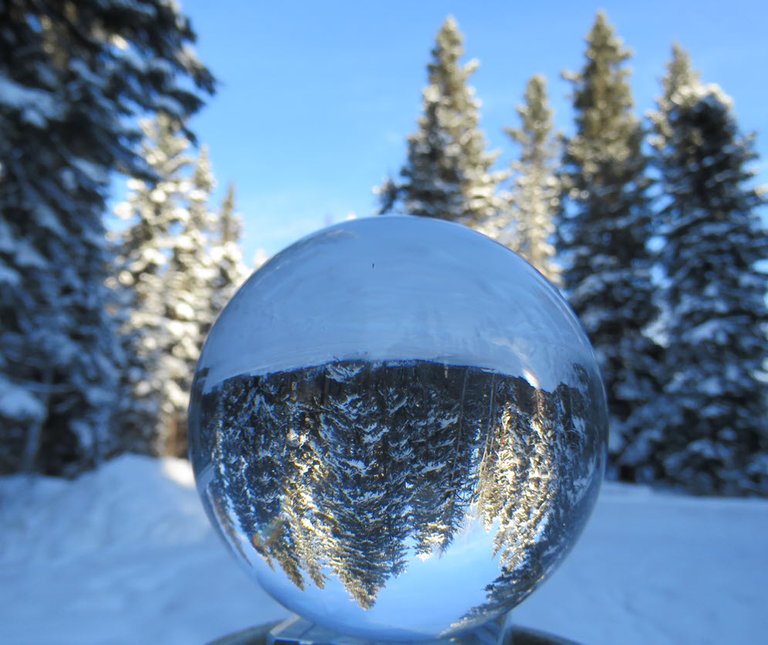 Snowy Spruce at curve in lane by garage reflected in crystal globe in my hand.JPG