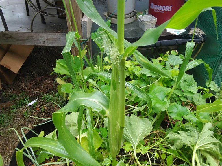 garden 6.12.18 child of the corn.jpg