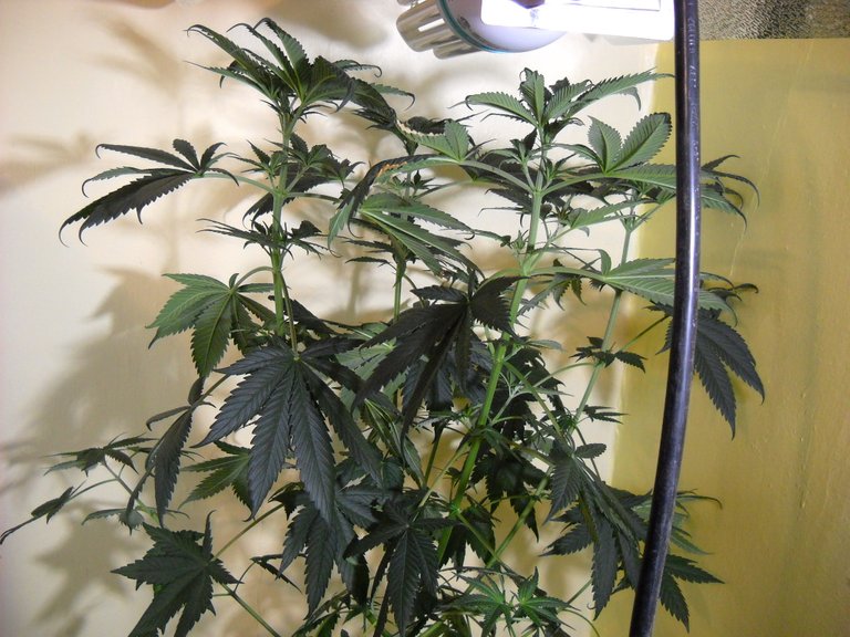 DSCN1163.JPG