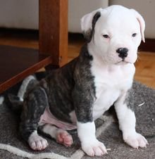 puppyamericanbulldogwiki2.jpg