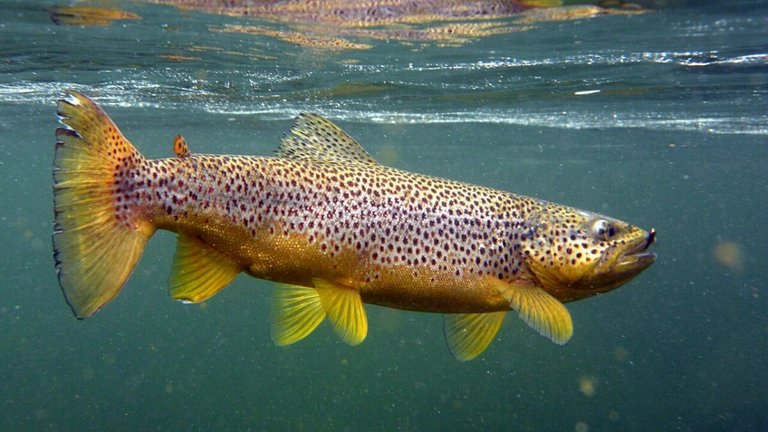 underwater_trout_fishing_norway_fiskingcropped_header_1457826012179.jpg