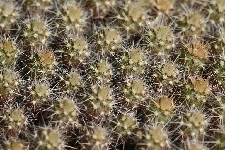 Notocactus mueller-melchersii babies 2.jpg