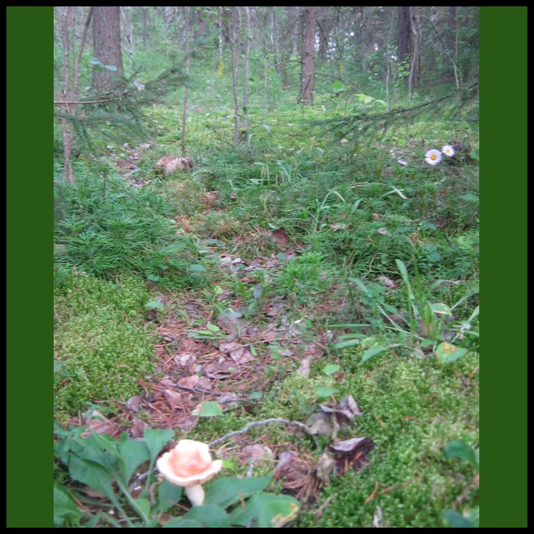 mossy forest trail with mushroom.JPG