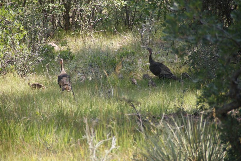 Turkeys8-2018-08-13.JPG