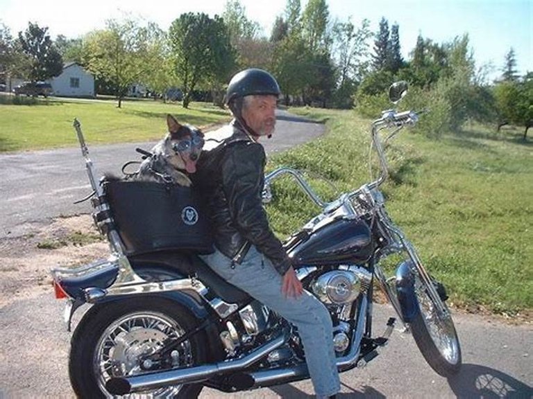 Motorcycle Pet Carrier.jpg