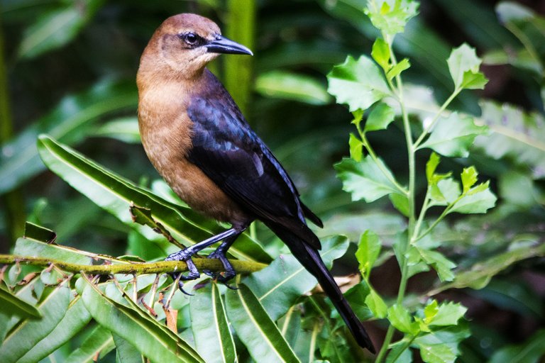 BoatTailedGrackle.jpg