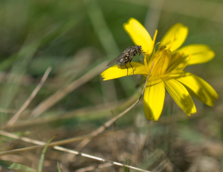 fly-yellow.jpg