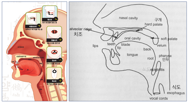 발음기관모양.PNG