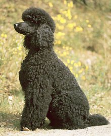 standardpoodlewiki2.jpg