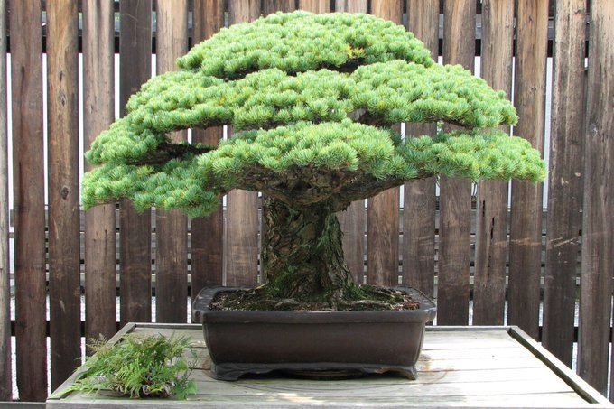 400 year old Bonsai that survived the Hiroshima bombing.jpg