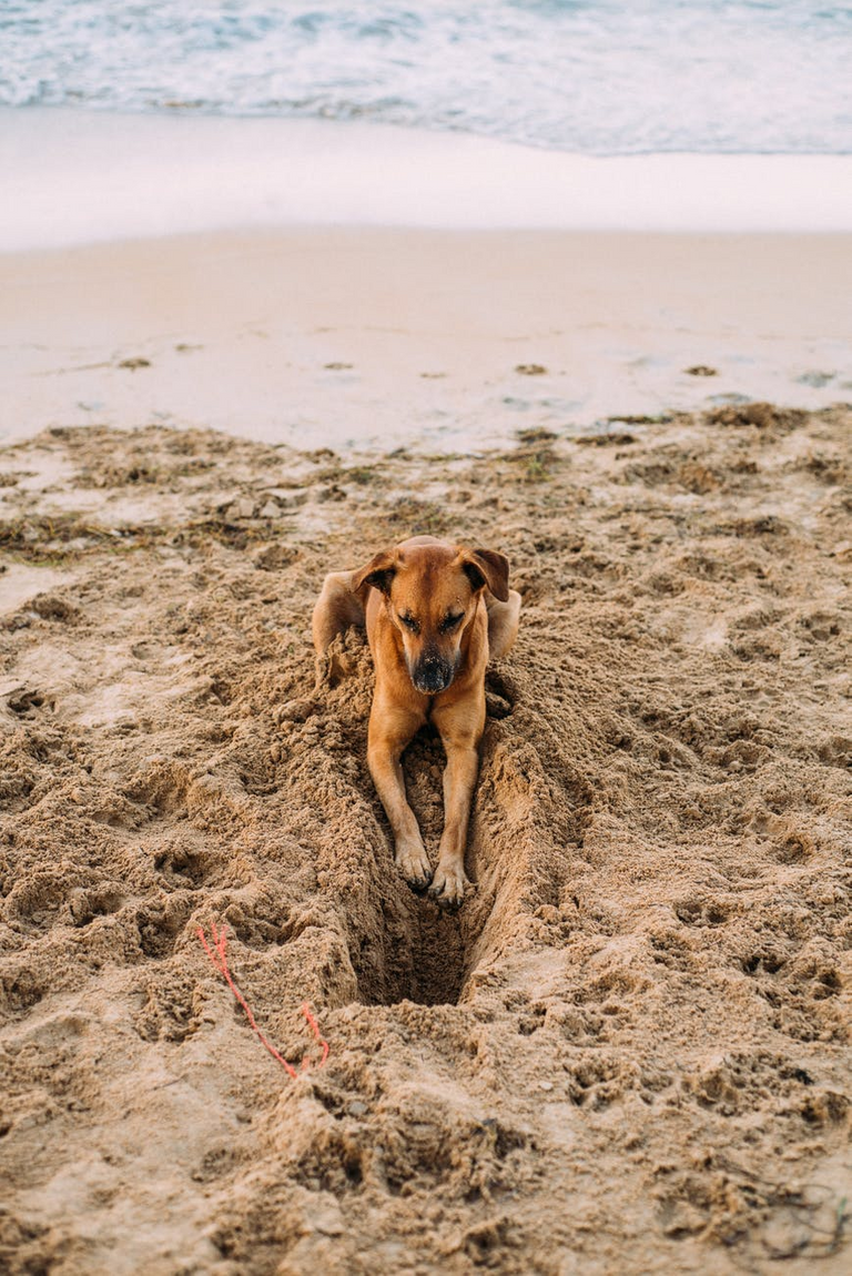 Poems About Dogs We Ve Lost And Lost Neolithic Humans Buried With Their Dogs 4 000 Years Ago Hive