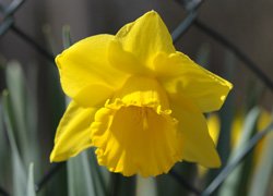 Narcissus