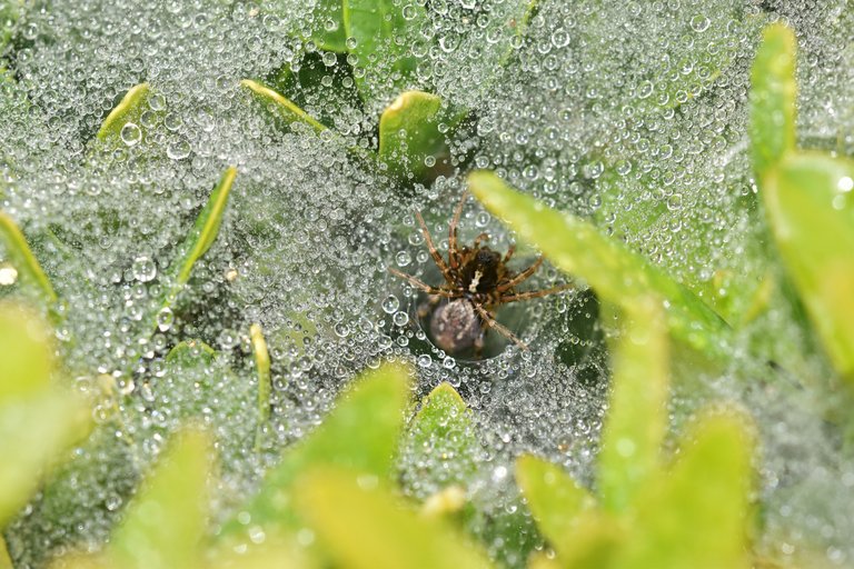 spider waterdrops tunnel 3.jpg