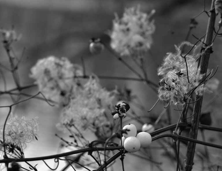 fluffy seeds park wro bw.jpg