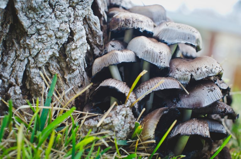 Mushrooms growing next to the tree.JPG