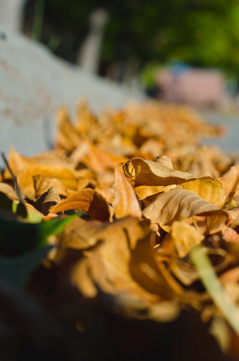 A full gutter of dry yellow leaves.JPG