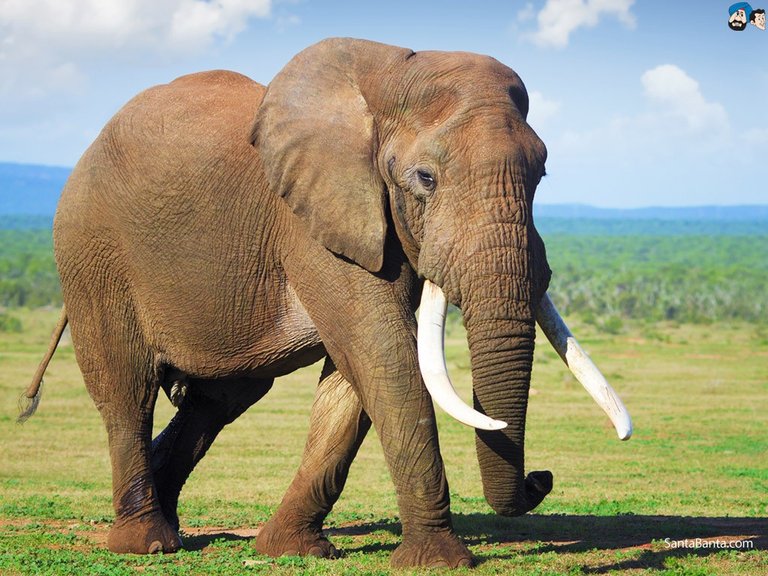 elephant4-1024x768.jpg