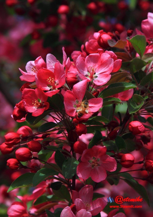 indian-magic-flowering-crabapple blooms spring honeybee pollination pollinating IMB-0038.JPG