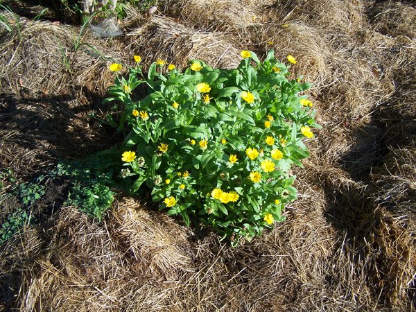 Big garden - calendula crop September 2019.jpg