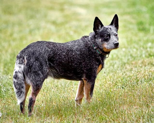 AustralianCattleDog.jpg