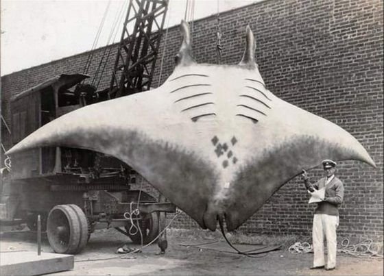 mantarraya gigante capturada en New Jersey 1933.jpg