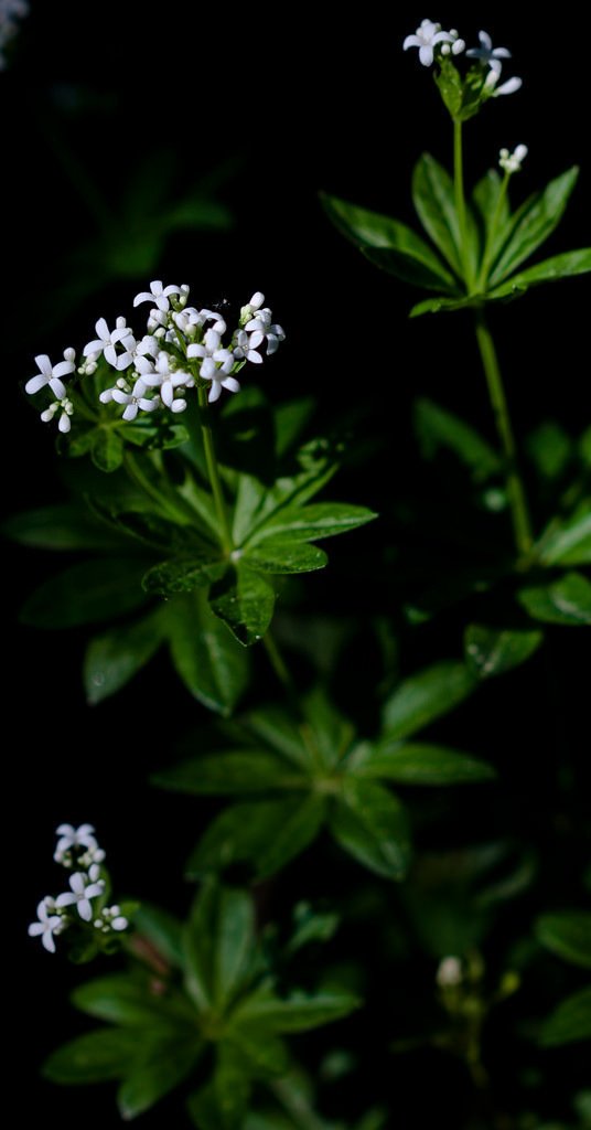 5700974576-waldmeister-flower-in-the-sunlight (FILEminimizer).jpg