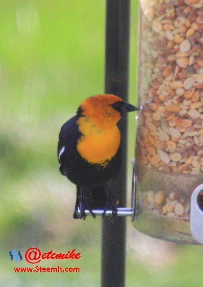 Yellow-headed Blackbird PFW57.jpg