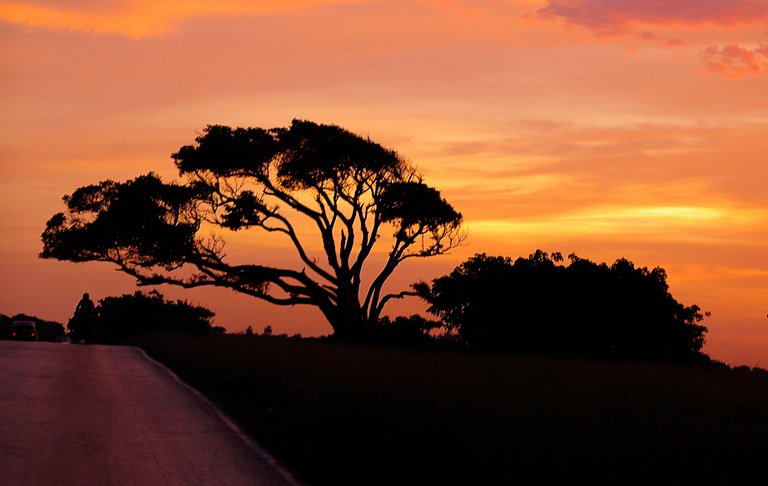 arbol atardecer.jpg