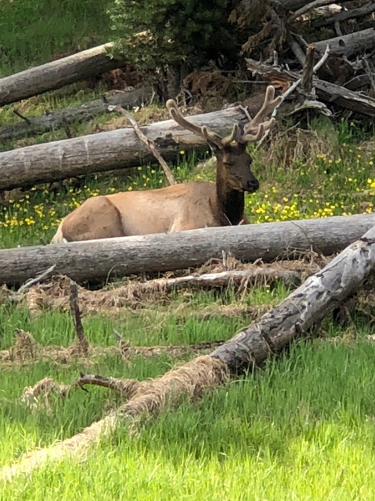 Elk Chillin.jpg