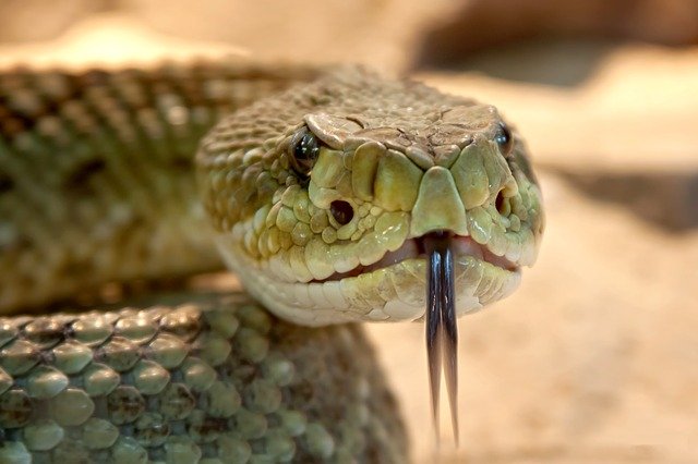 rattlesnake-653642_640.jpg