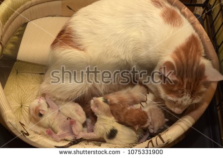 stock-photo-female-feline-cat-give-birth-1075331900.jpg