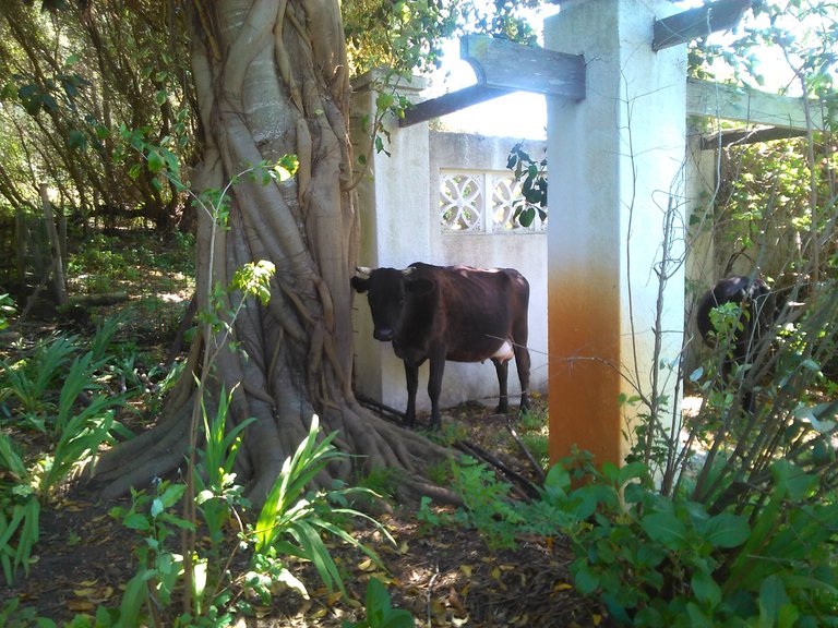 Cow at kali farm.jpg