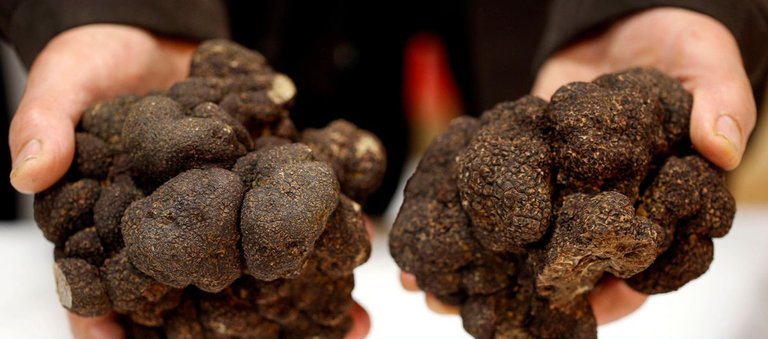 Truffle-farmer-holds-a-Black-truffles-Truffes-du-Perigord-at-a-truffle-market-in-Sainte-Alvere_1542019672480944.jpg