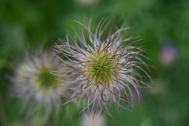 DSC_7351 spike ball flower small.jpg