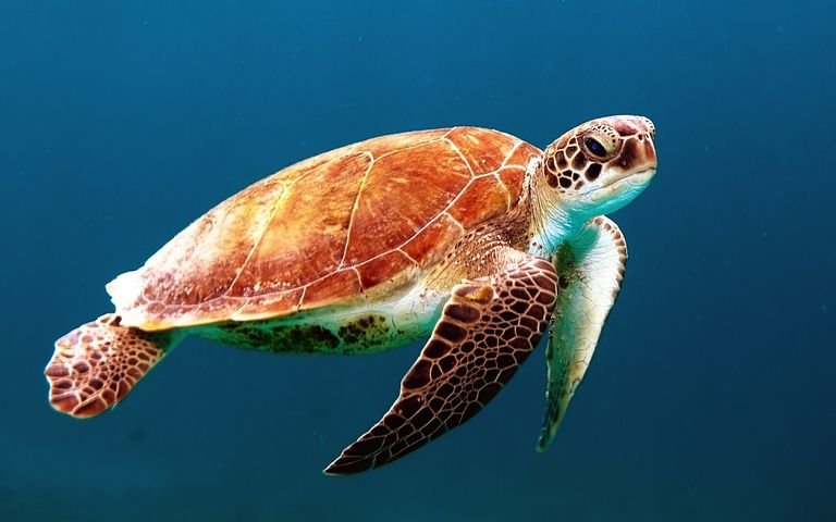 turtle-863336__480.jpg