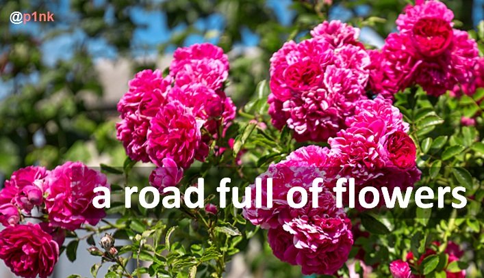 a road full of flowers.jpg