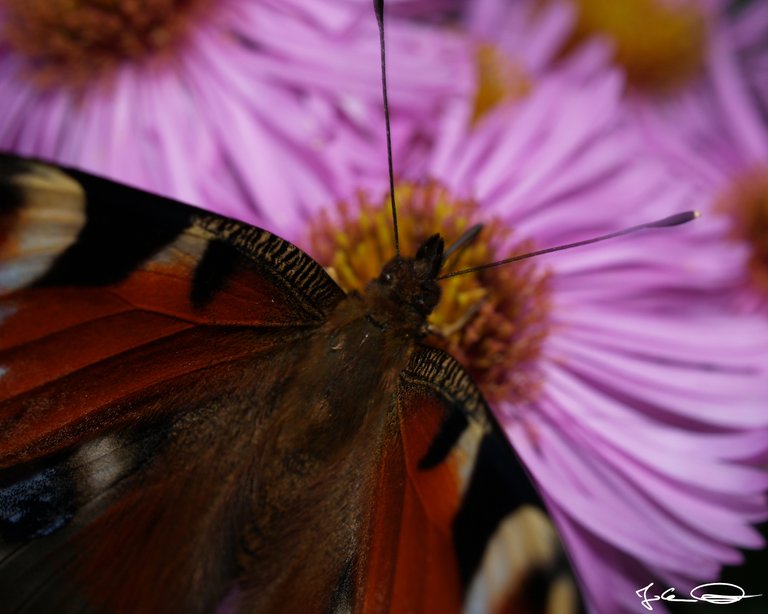 2018-10-Butterfly-European-Peacock-06.jpg