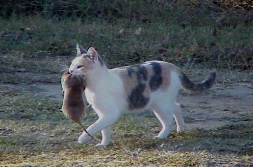 gopher Kitty Mouser -  11-3-07.jpg