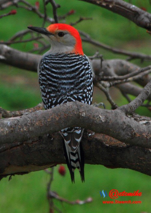 Red-bellied Woodpecker PFW0050.JPG